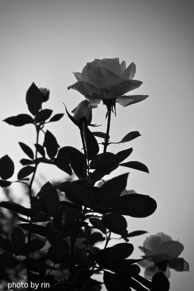 IMG_9869.jpg